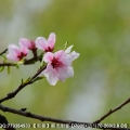 桃花倩影