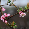 2013百花图