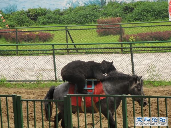 黑熊骑马.JPG