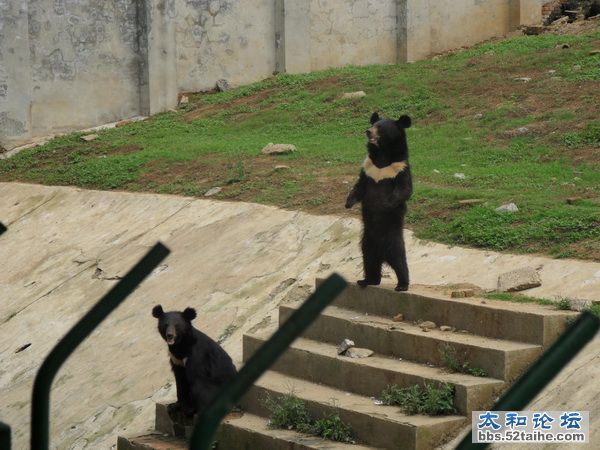 小黑熊.JPG