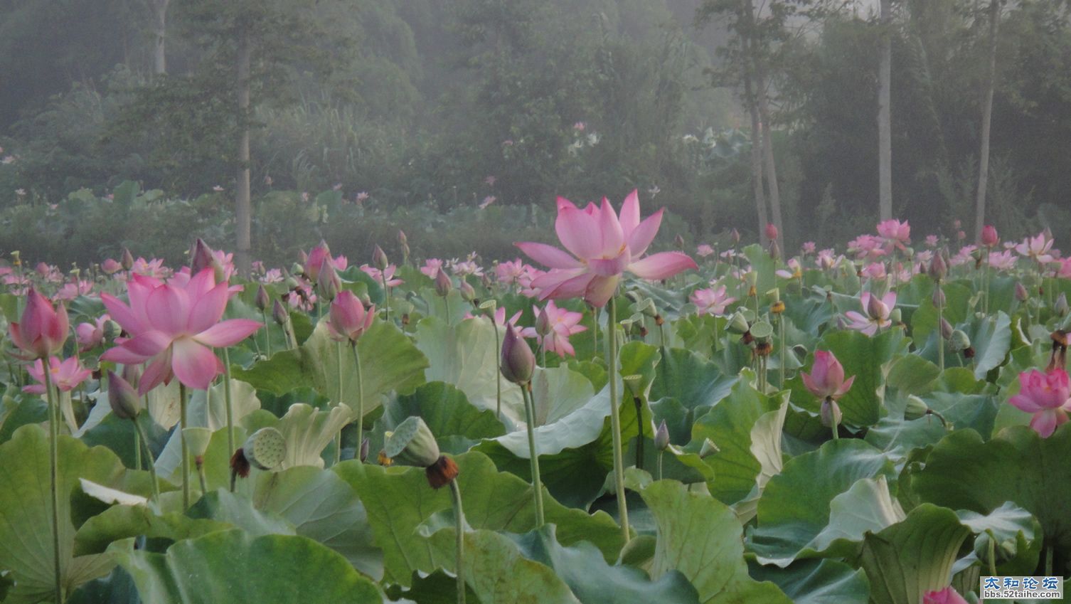 荷花二.JPG