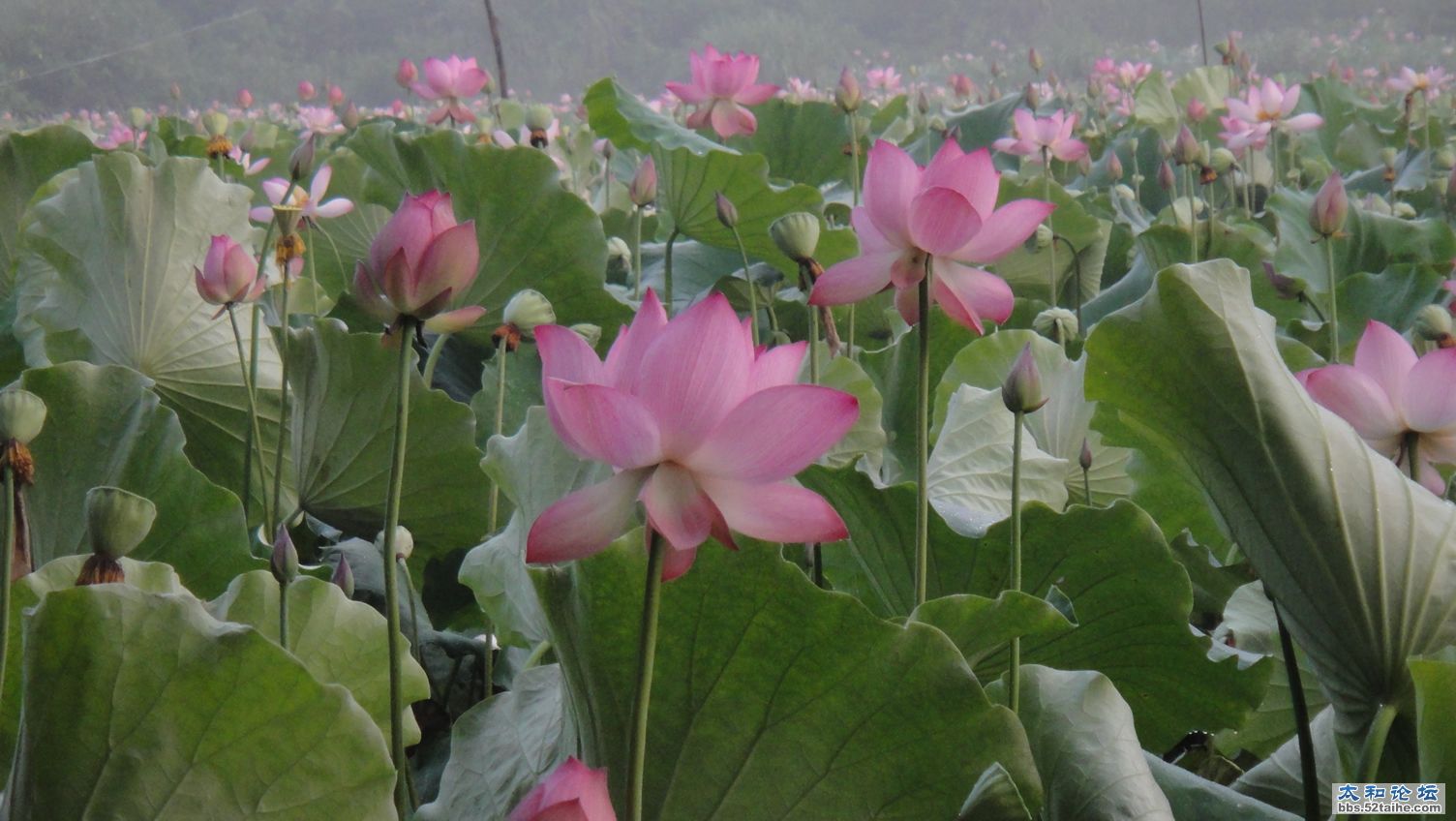 荷花一.JPG