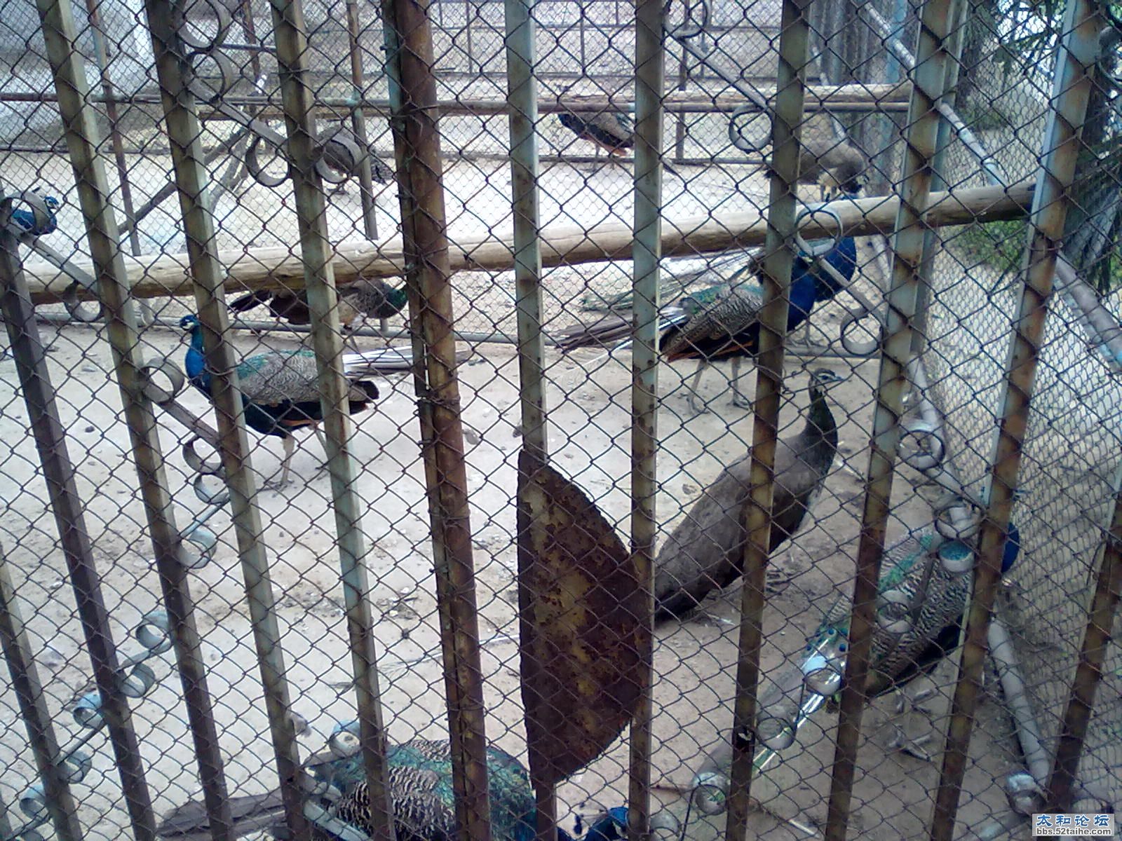 20110830126.jpg