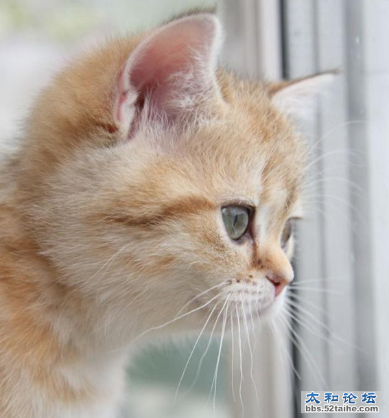 mao6.png