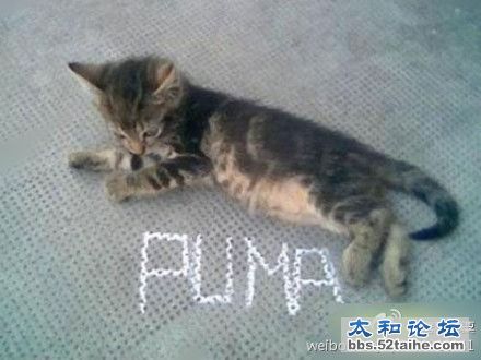 穿过puma的有木有？你懂得亲.jpg