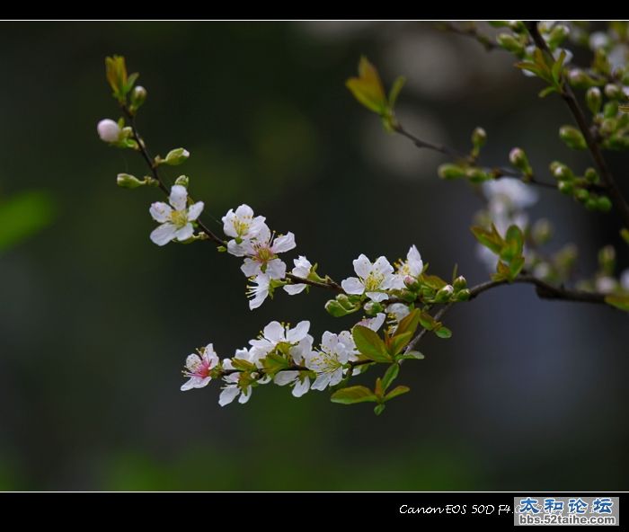 太和盛开的樱桃花8.jpg