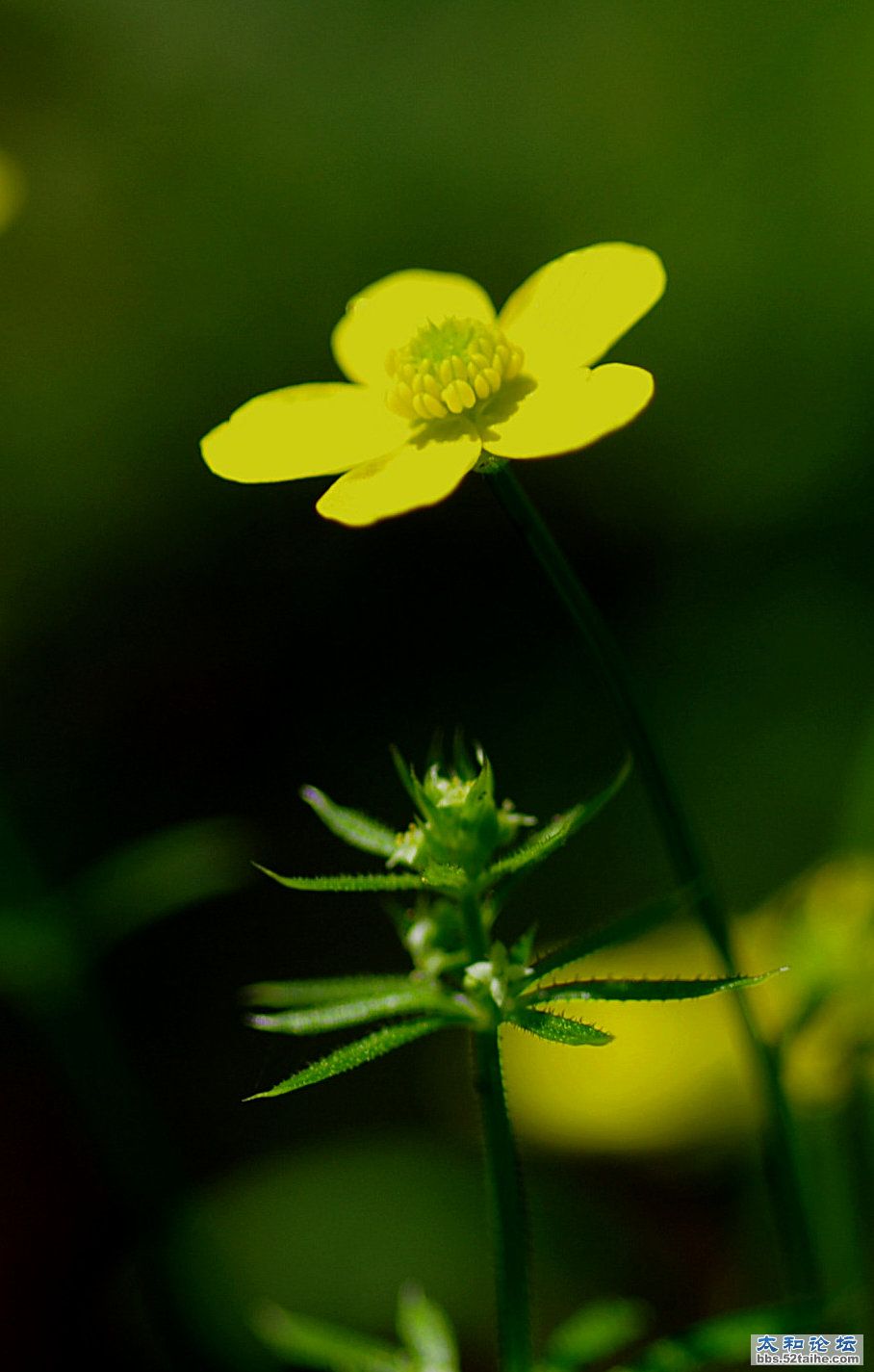 小黄花