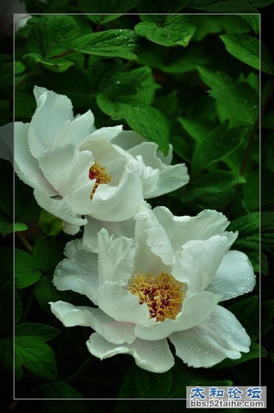 DSC_1306.jpg