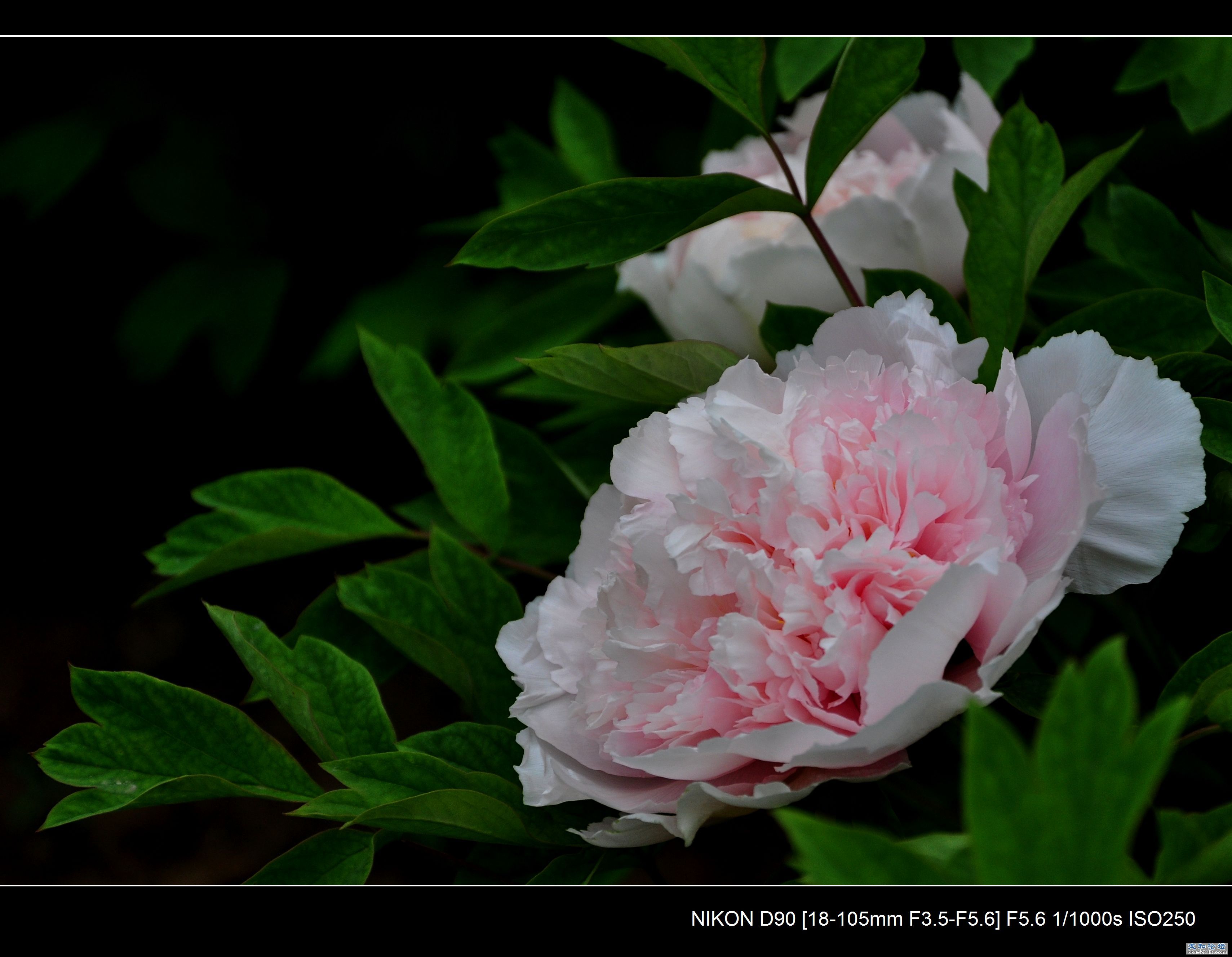 DSC_1340.jpg