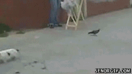 460惹 人2.gif