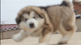 2000哈佛我v.gif