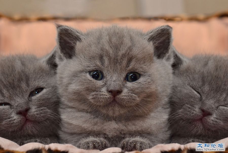 小猫  作者  Taras Bychko.jpg