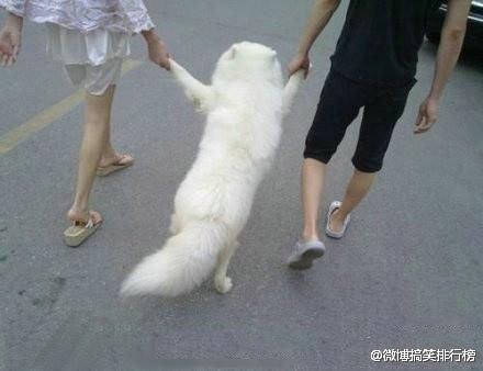 街上看到一对情侣遛狗。。瞬间我就凌乱了。。。.jpg