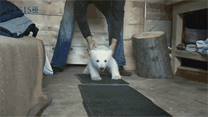 小北极熊一路向你萌来~~萌到深处自然呆，小心脏受不了.gif