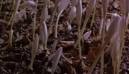 f3584e0cca3c47d1eee55a019e38c9b9.gif