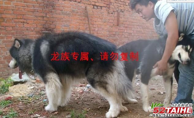 配种图.JPG