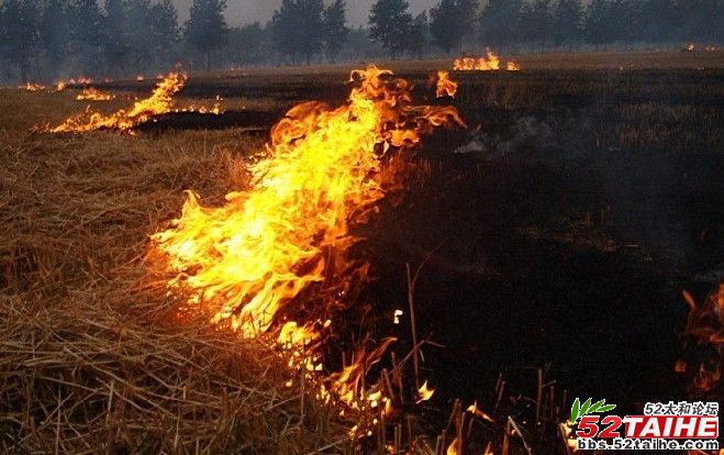 烧卖茶现场5.jpg
