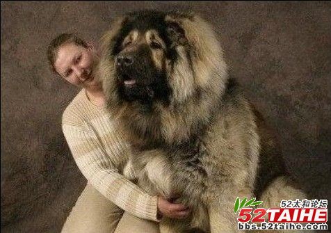 犬王2.jpg