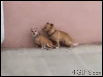 意淫 这就是意淫.gif