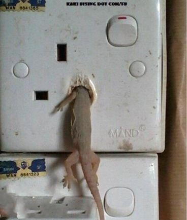 一只壁虎自己选择的自杀方法.jpg