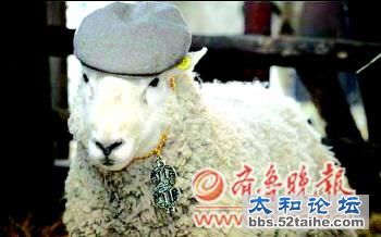 山羊1.jpg