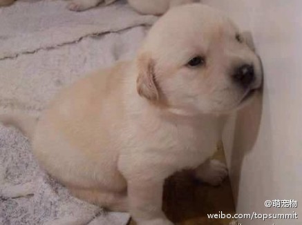 狗仔窃听队骨干成员！.jpg