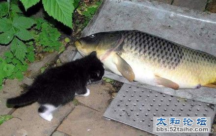 介简直是天上掉馅饼了！.jpg