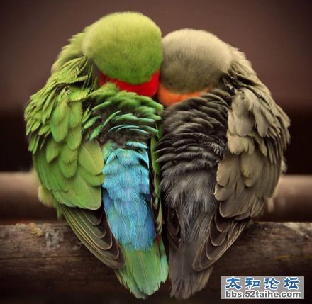 相依相偎，不离不弃.jpg