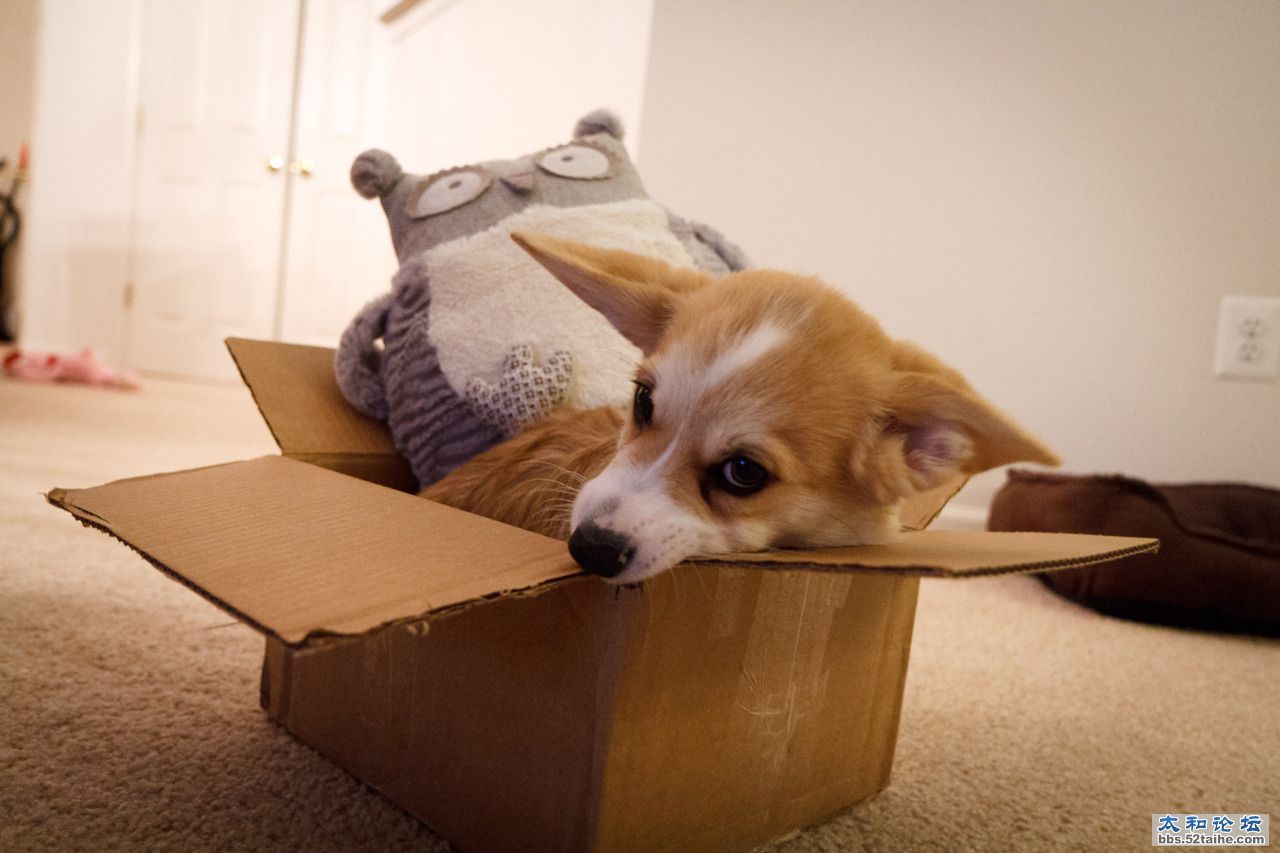 能把那个笨猫头鹰赶走么？  作者 wafflesthecorgi.jpeg