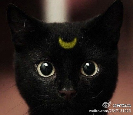 开封有个包青天，好吃懒做看黄片.jpg