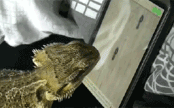 会玩游戏的松狮蜥2.gif