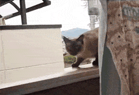 据说猫有9条命.gif