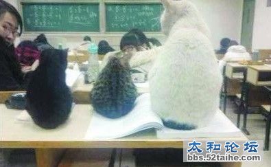 喵星人.jpg