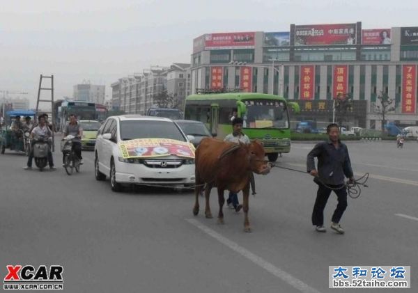 阜阳牛拉汽车.jpg