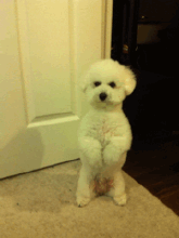 320.gif2.gif
