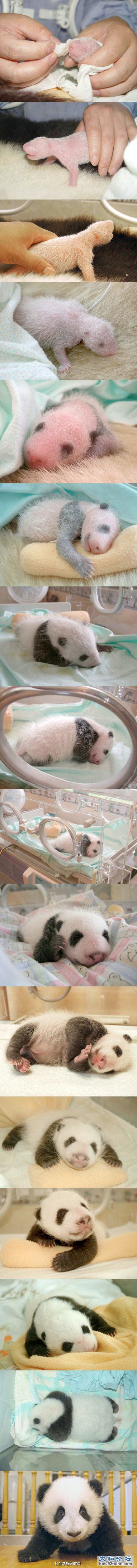 童鞋们知道熊猫是肿么长大滴不！.jpg