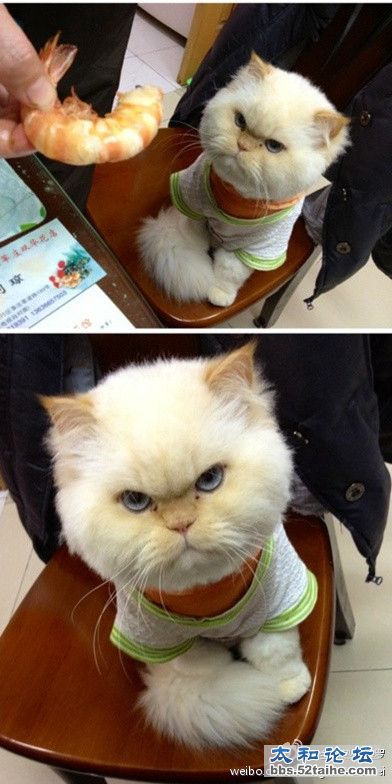 我不要虾，只吃鱼，猫哥很生气.jpg
