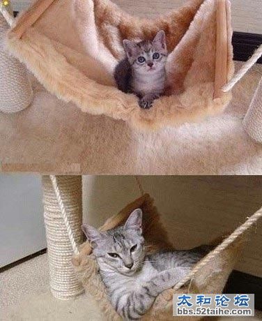 猫的一年变化.jpg