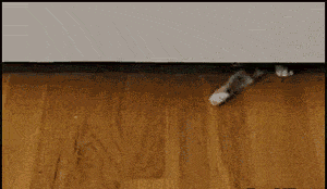 2000.gif34挺3455534.gif