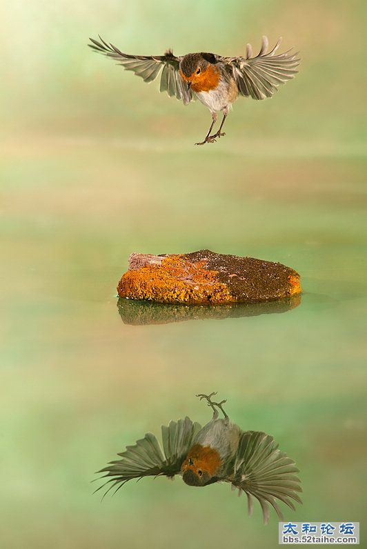 欧亚鸲  作者  paco fernandez.jpg