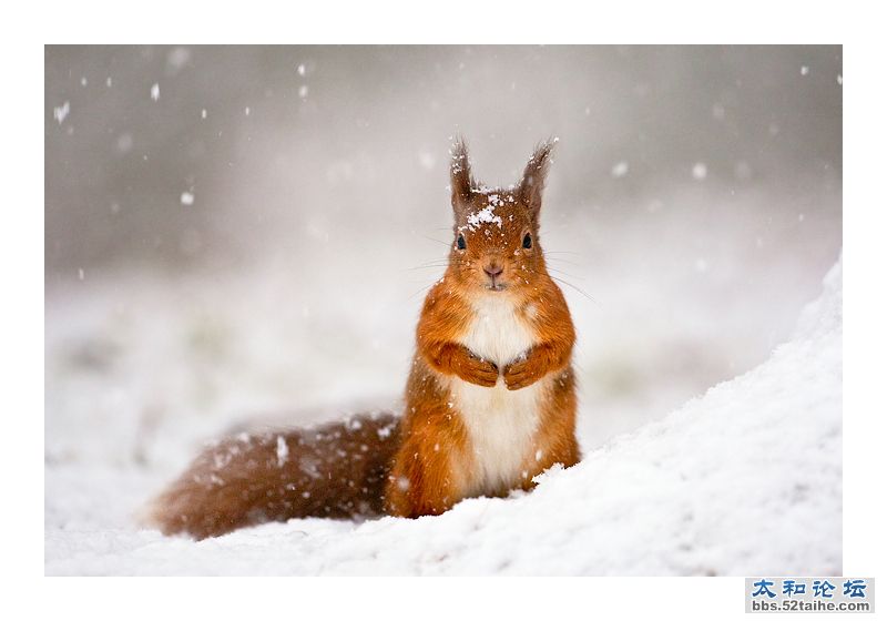 Let it snow  作者   Jules Cox.jpg
