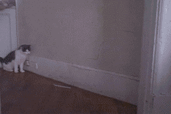 这么好的身手~~敢问你师承何人啊！！.gif
