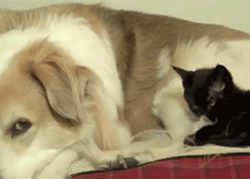 你以为你是在吃披萨吗.gif