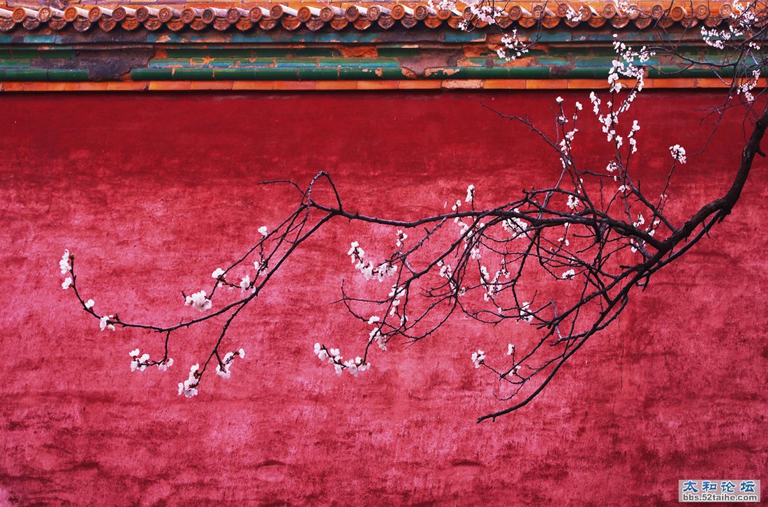 繁花开尽  作者：china199127fz.jpg