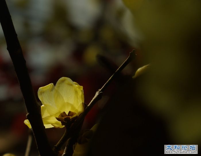 腊梅花
