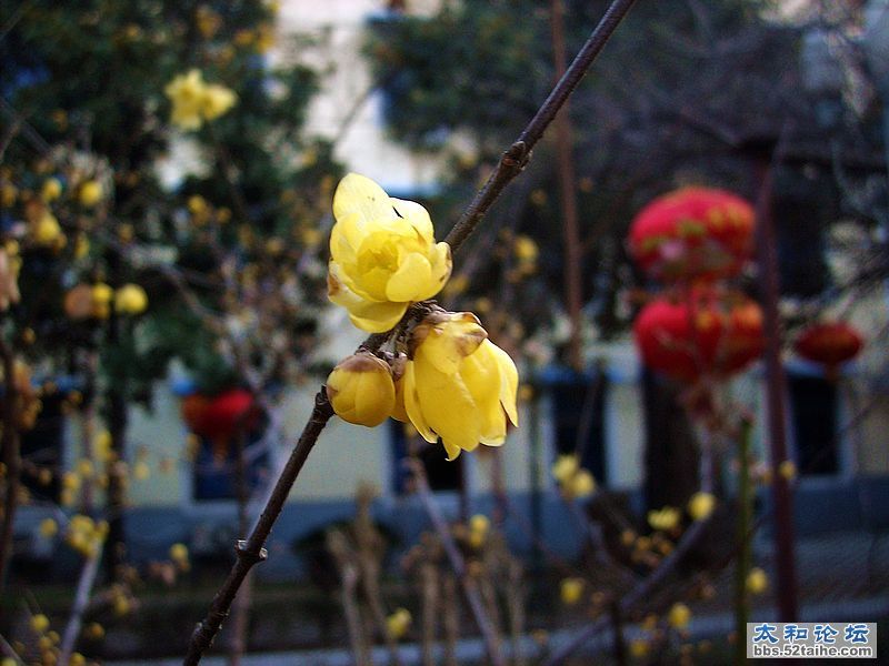 IMG05022.JPG