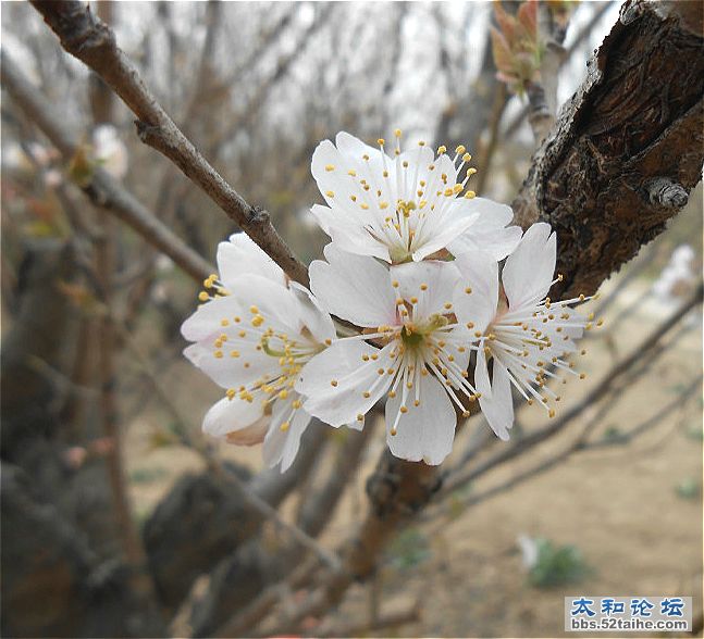 樱桃花.jpg