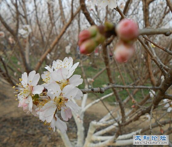 樱桃花 (1).jpg