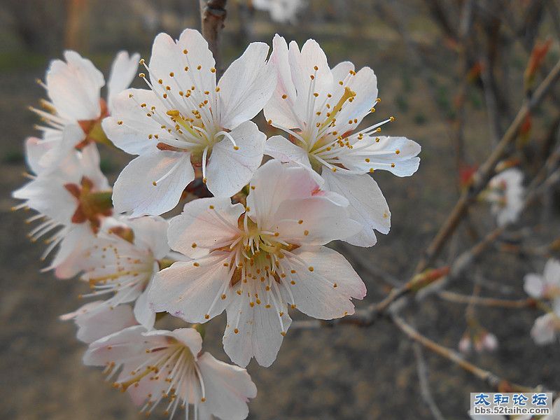 樱桃花 (7).jpg