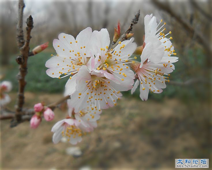 樱桃花 (8).jpg